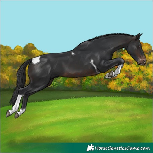 Horse Color:Brown Tobiano Varnish
