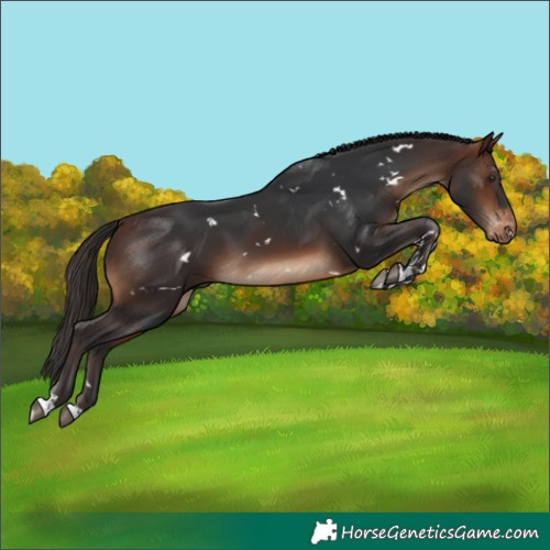 Horse Color:White Spotted Brown Tobiano Varnish
