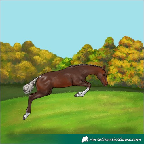Horse Color:Silver Brown Tobiano