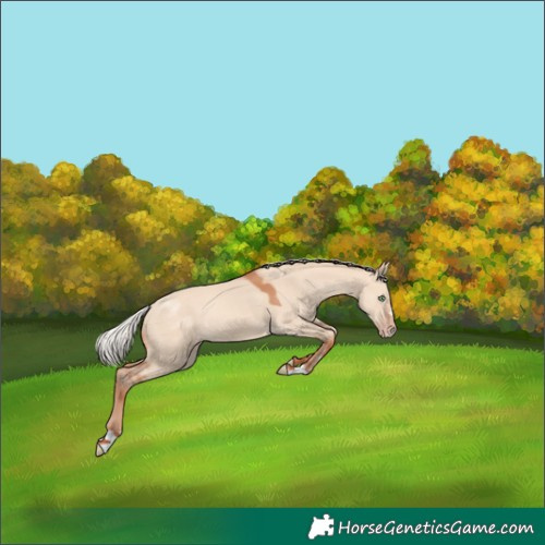 Horse Color:Silver Amber Champagne Dun 