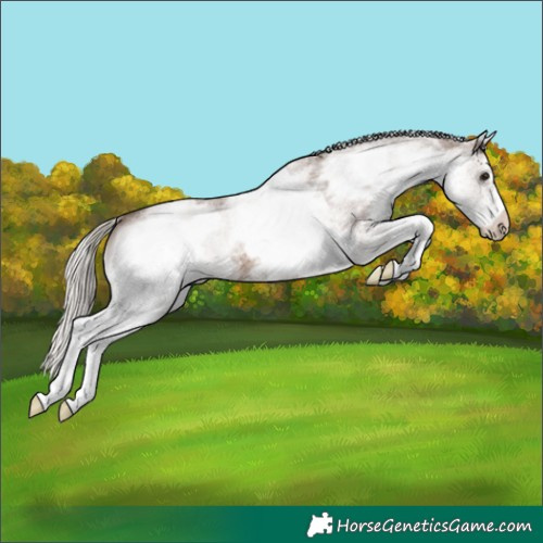 Horse Color:White Spotted Silver Black