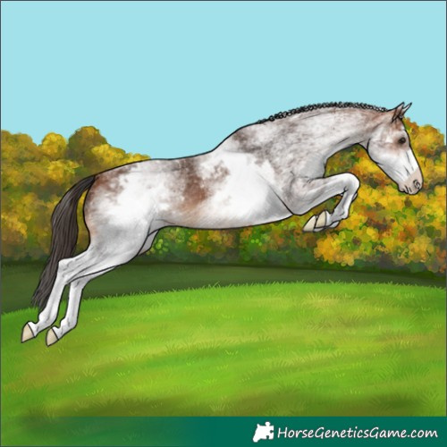 Horse Color:White Spotted Bay