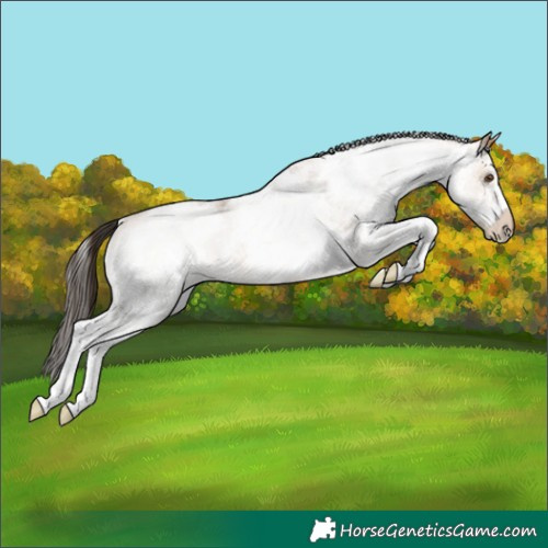 Horse Color:White Spotted Bay Dun 
