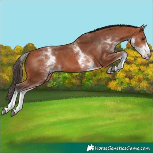 Horse Color:White Spotted Bay