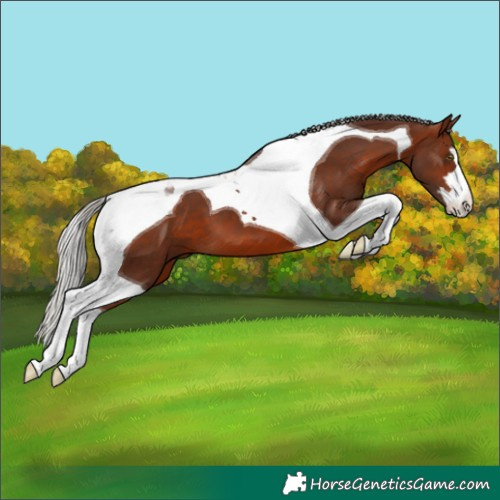 Horse Color:Silver Brown Tobiano