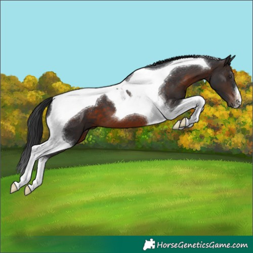 Horse Color:Brown Tobiano