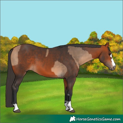 Horse Color:Bay Dun  and Bay 