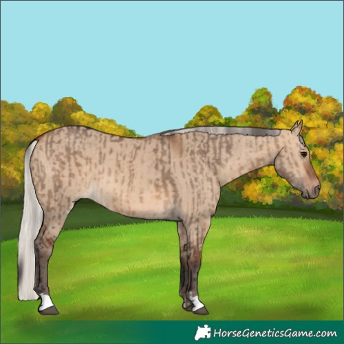 Horse Color:Brown Dun  and Silver Brown Dun 