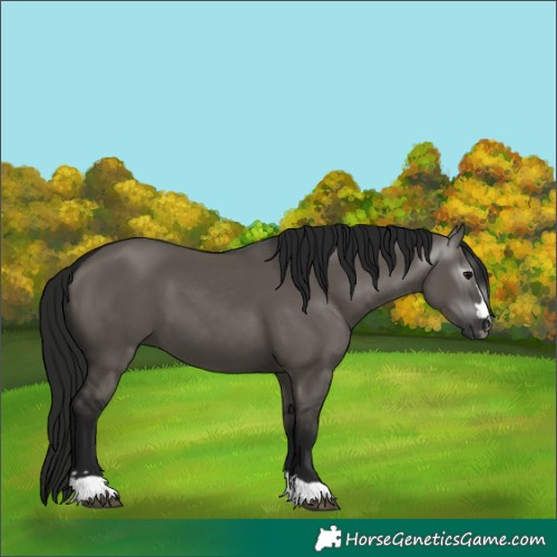 Horse Color:Gray Grullo 