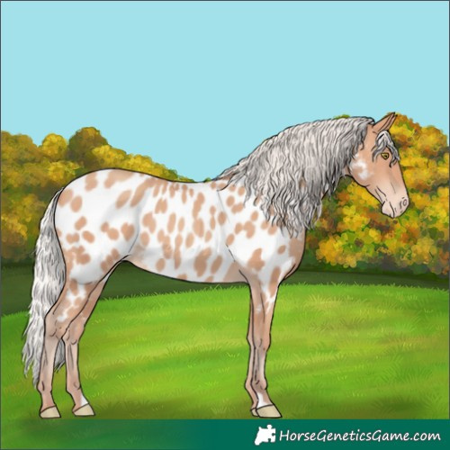 Horse Color:Silver Amber Champagne Near Leopard