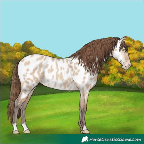 Horse Color:Amber Champagne Dun Near Leopard