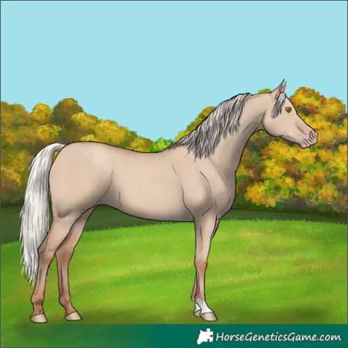 Horse Color:Silver Classic Champagne Dun 