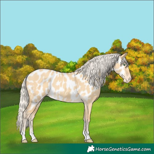 Horse Color:Silver Sable Cream Champagne Dun Near Leopard