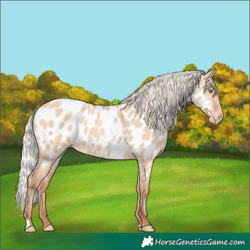 Horse Color:Silver Amber Champagne Dun Near Leopard