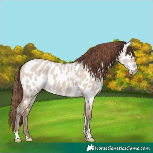 Horse Color:Classic Champagne Dun Near Leopard 