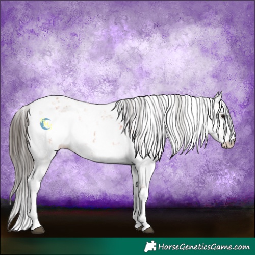 Horse Color:Bay Sabino 