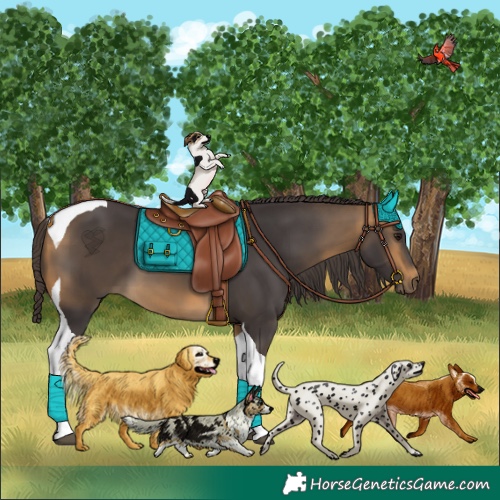 Horse Color:Buckskin Tobiano 