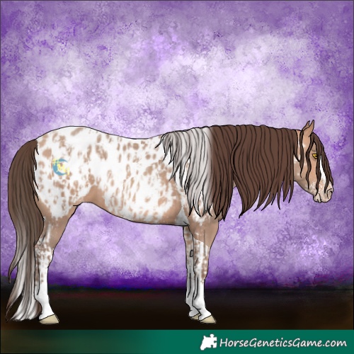 Horse Color:Amber Champagne Sabino Tobiano Near Leopard and Amber Champagne Sabino Splash Tobiano Near Leopard