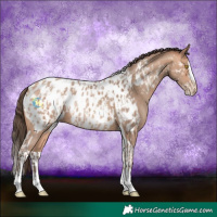 Horse Color:Amber Champagne Sabino Tobiano Near Leopard  and Amber Champagne Sabino Splash Tobiano Near Leopard 