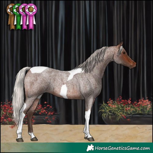 Horse Color:Silver Brown Roan Tobiano 