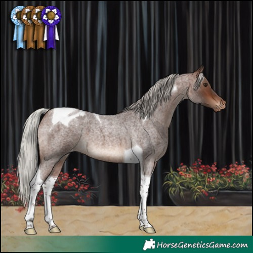 Horse Color:Silver Brown Roan Tobiano Varnish 