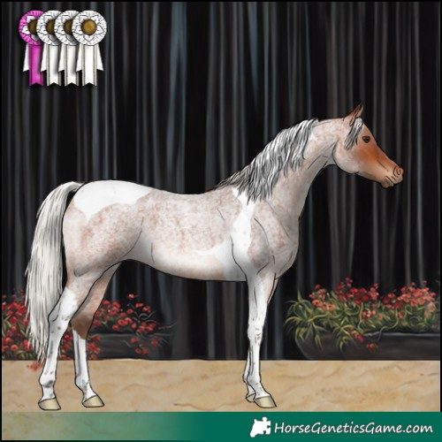 Horse Color:Silver Brown Roan Tobiano