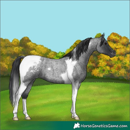 Horse Color:Blue Roan Tobiano Varnish 
