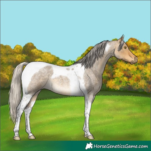Horse Color:Silver Buckskin Roan Dun Tobiano