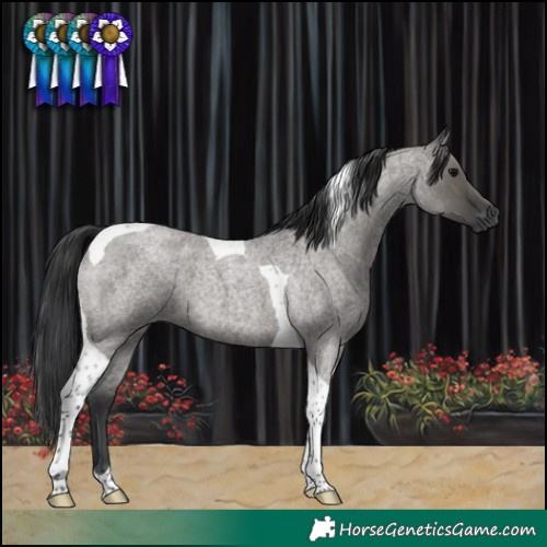 Horse Color:Grullo Roan Tobiano