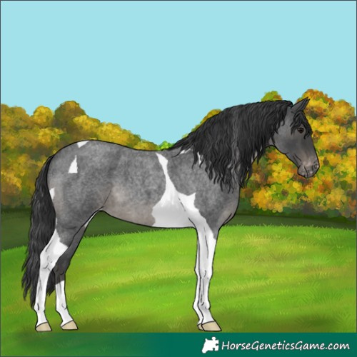 Horse Color:Blue Roan Tobiano Varnish