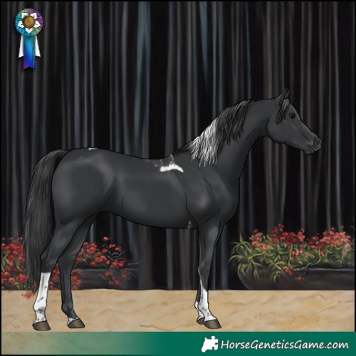 Horse Color:Black Tobiano