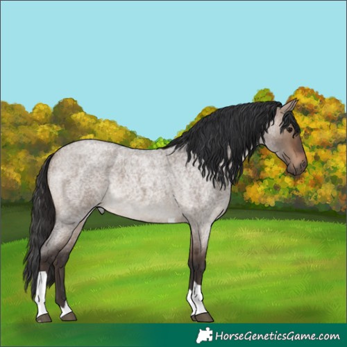 Horse Color:Brown Roan Dun Tobiano 