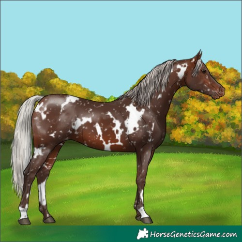 Horse Color:White Spotted Silver Brown Snowflake Varnish 