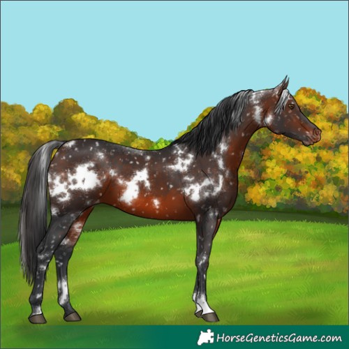 Horse Color:White Spotted Brown Snowflake Varnish