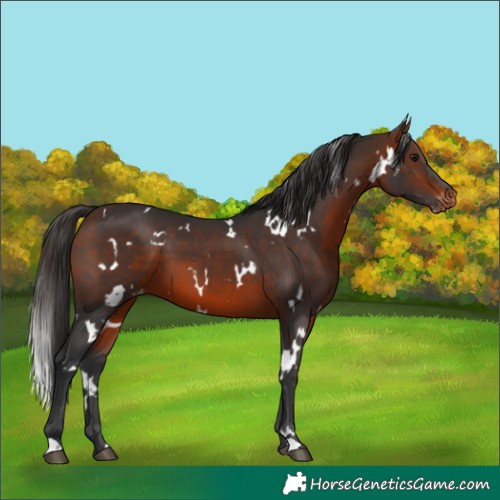 Horse Color:White Spotted Brown Varnish
