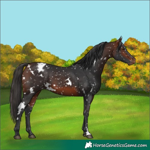 Horse Color:White Spotted Bay Blanket 