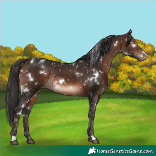 Horse Color:White Spotted Brown Snowflake VarnishRabicano