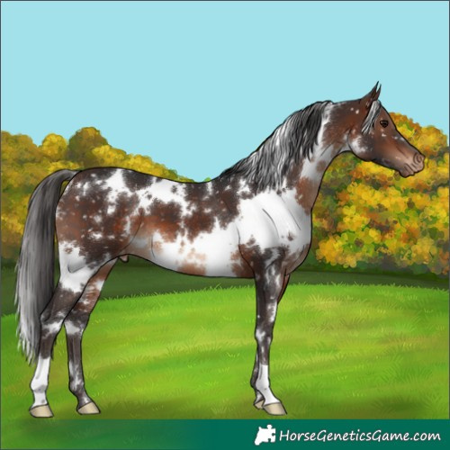 Horse Color:White Spotted Brown Snowflake Varnish