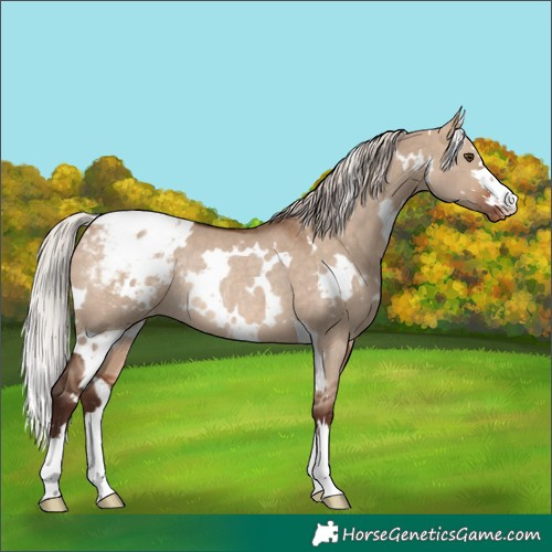 Horse Color:White Spotted Silver Bay Dun Snowcap Rabicano 