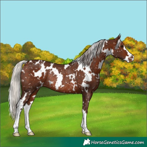 Horse Color:White Spotted Silver Bay Snowflake VarnishRabicano