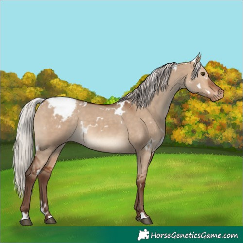 Horse Color:White Spotted Silver Bay Dun Snowcap Rabicano 