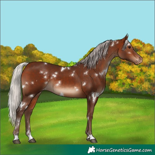 Horse Color:White Spotted Silver Bay Varnish