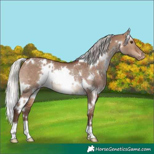 Horse Color:White Spotted Silver Bay Dun Varnish Rabicano