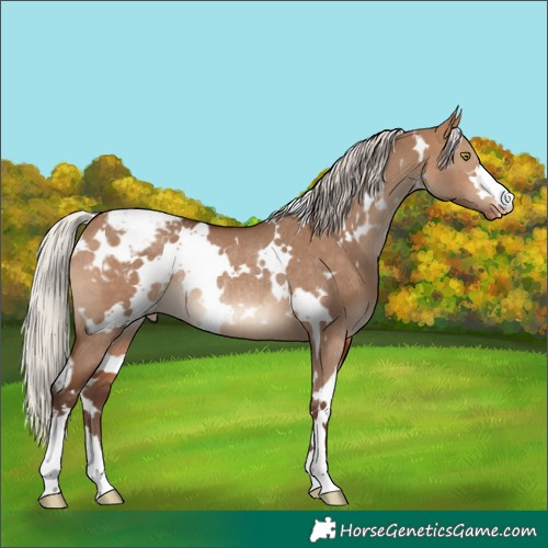 Horse Color:White Spotted Silver Bay Dun Snowcap Rabicano