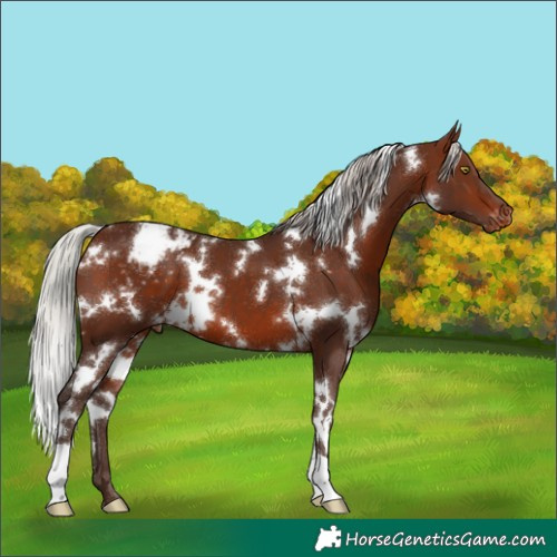 Horse Color:White Spotted Silver Brown Snowcap