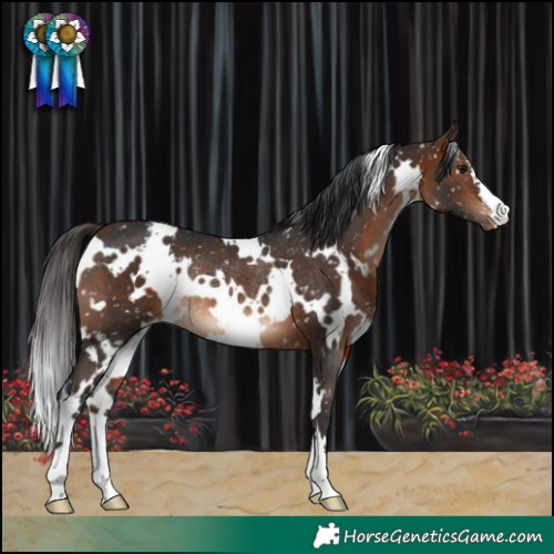 Horse Color:White Spotted Brown Snowcap Rabicano