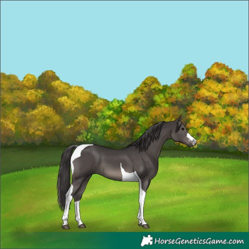 Horse Color:Smoky Black Tobiano