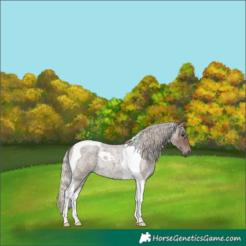Horse Color:Silver Blue Roan Tobiano