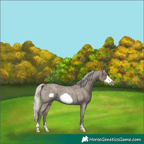 Horse Color:Silver Smoky Blue Roan Frame