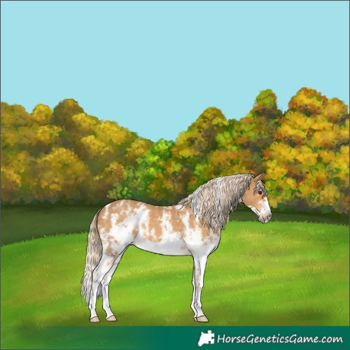 Horse Color:Palomino Sabino Splash Frame 